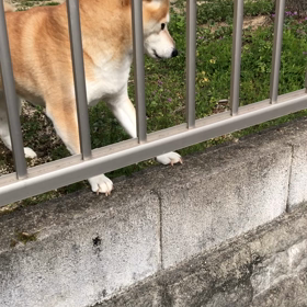 ボール争いの画像