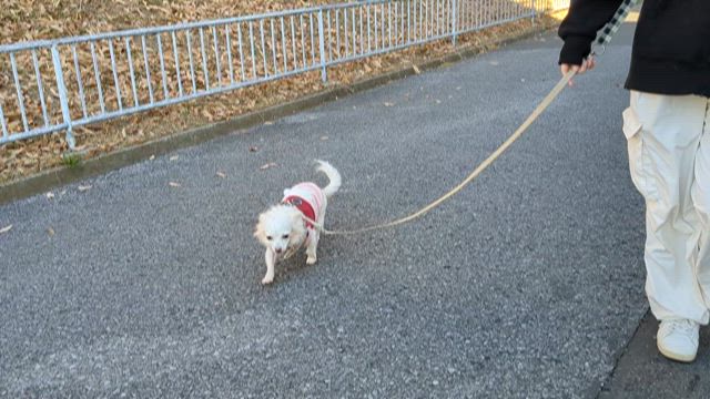 たまちゃんトリセツの記事動画