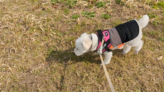 行動範囲の記事動画
