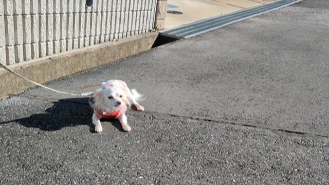 たまちゃんトリセツの記事動画