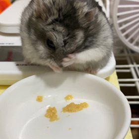 今日もわたくしぽん太はぼちぼちやで~❤️の画像