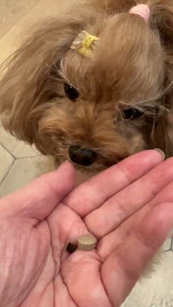 桜が教えてくれた、琴と向き合う時間〜脱毛治療♡琴は漢方がお好きの記事動画