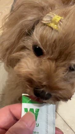 桜が教えてくれた、琴と向き合う時間〜脱毛治療♡琴は漢方がお好きの記事動画