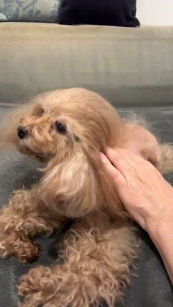 インフルエンサー初チャレンジ！【Greneo犬・猫ブラシ】の記事動画