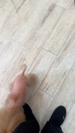 なぜ、トリミング後のわんこはドヤ顔になるのか？の記事動画