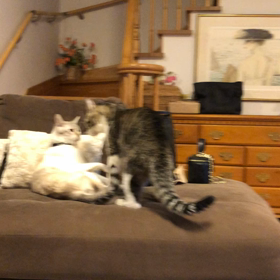 愛猫の画像