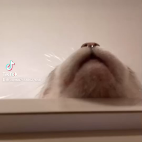 癒しの存在の画像