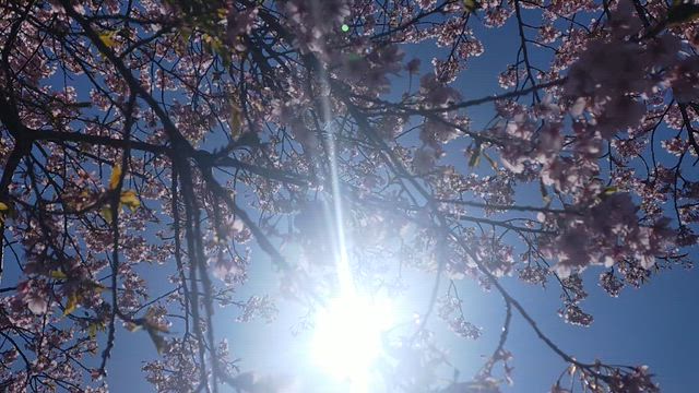何が始まるの？!の記事動画