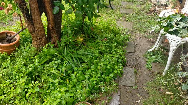 今日はこんな日。の記事動画