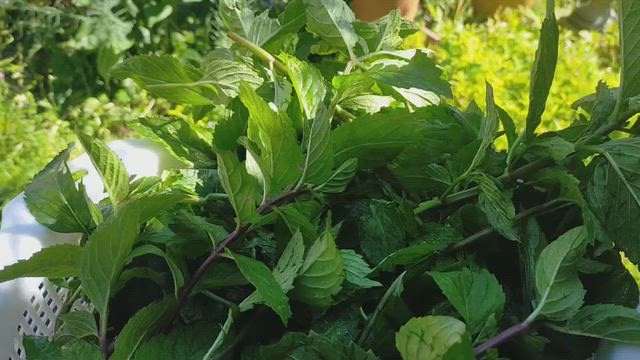 ハーブしごと　薔薇しごとの記事動画