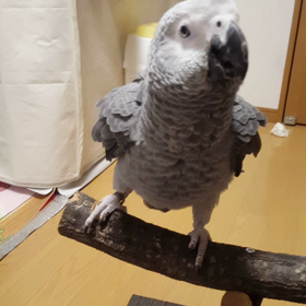 おしゃべりの画像