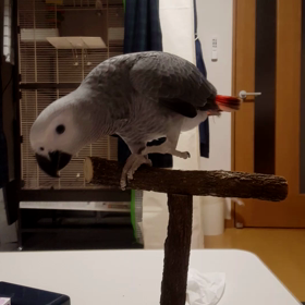 ヨウムのご飯の画像