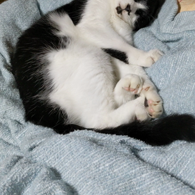 実は、、、(=^・^=)の画像