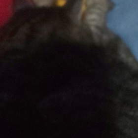 早朝 ふみふみ(=^ェ^=)の画像