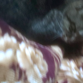 はちわれ姫(=^ェ^=)の画像