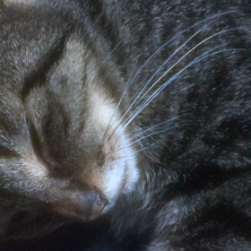 真夜中にかまってちゃん(=^ェ^=)の画像