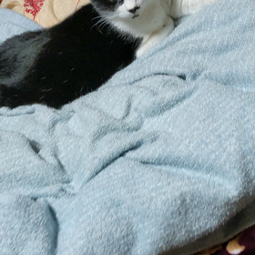 ただいまー(=^・^=)の画像