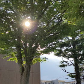 せみしぐれ☆の画像
