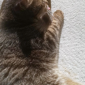 2021年もよろしくお願いいたします(=^ェ^=)の画像