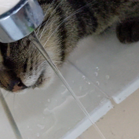 がぶのみ したいにゃー(=^・^=)の画像