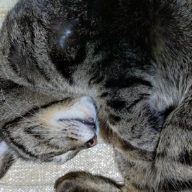 一緒に(=^・^=)の画像
