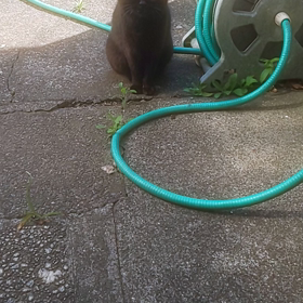 ちーくろちゃん(=^ェ^=)の画像