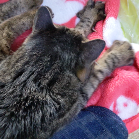 どこでも ふみふみ(=^・^=)の画像