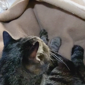 ふみふみ(=^・^=)の画像