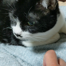 まったりと(=^・^=)の画像