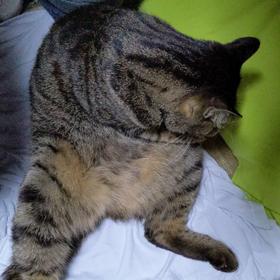 すこすこ ぺろぺろ きれいきれい(=^・^=)の画像