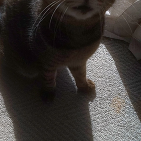 ねぇ、あそんで(=^ェ^=)の画像