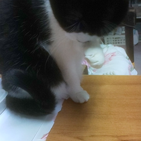 夜ごはん、おいしかったにゃ(=^ェ^=)の画像