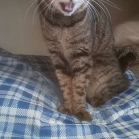 くっついてねたいにゃー(=^ェ^=)の画像