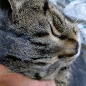 たくさん  なでてー(=^・^=)の画像