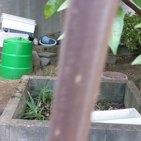 夏みかん と せみさんの画像