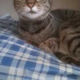 愛しさと切なさのみ、、(=^ェ^=)の画像