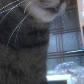 まーた たっちゅー☆うたたねしたにゃーっ(=^ェ^=)の画像