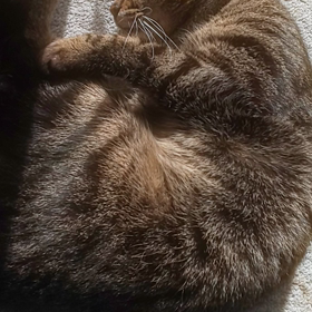 ひなたぼっこ(=^ェ^=)の画像