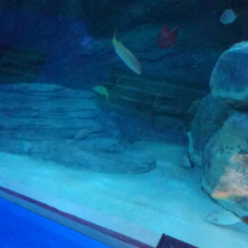 しながわ水族館⑥の画像