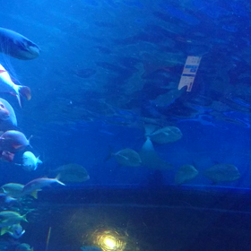 しながわ水族館♪⑤の画像