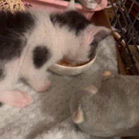 猫の食事管理のサムネイル画像