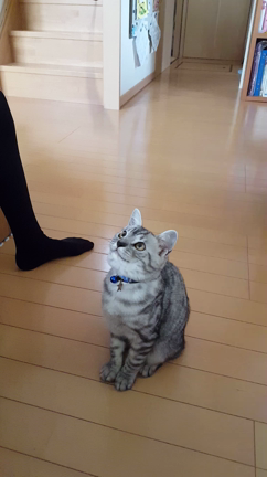 小春日記。の記事動画