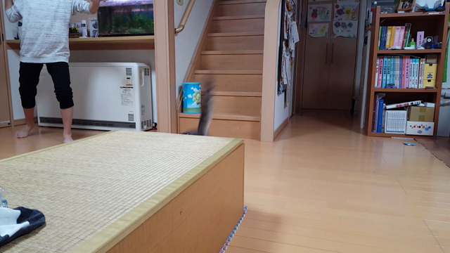 小春日記。の記事動画