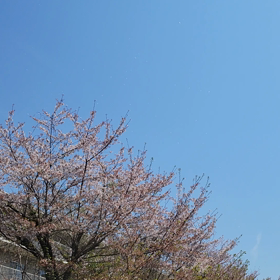 桜の花びらの画像