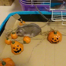 ハムスターのハロウィン？の画像