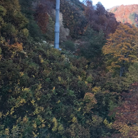 ドラゴンドラの画像