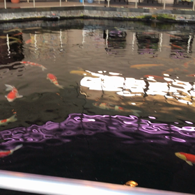 鯉！コイ！こい！の画像