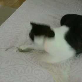 猫じゃらしの画像