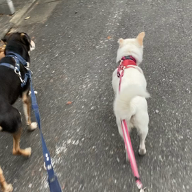 まだまだいける！シニア犬の歩きの画像