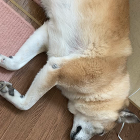 門ちゃんお昼寝中の画像